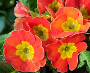 Primula Silvanus kertészet, tavaszi nyitás